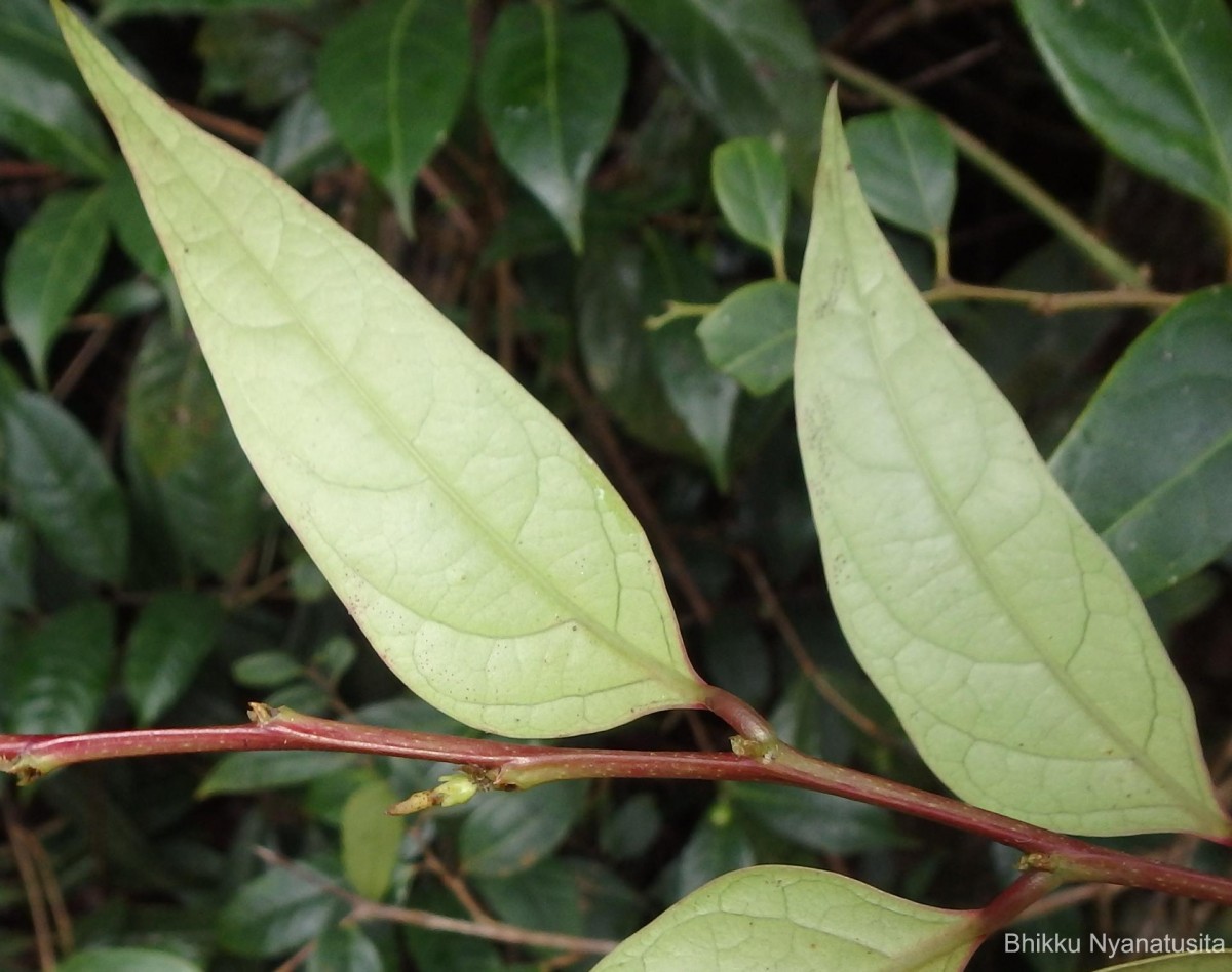 Glochidion candolleanum (Wight & Arn.) Chakrab. & M.Gangop.
